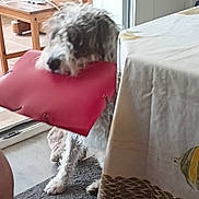 Rolly a rejoint le concours — aidez-le/la à gagner de superbes lots ! animal, blurred, carpet, chair, curly_fur, cushion, cute, dog, domestic, floor, furry, home, indoor, living_room, pet, playful, red, table, tablecloth, wooden_chair