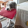 dog, cushion, indoor, table, tablecloth, chair, wooden_chair, floor, carpet, pet, furry, curly_fur, red, home, animal, living_room, playful, domestic, cute, blurred