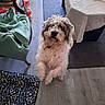 Rolly a rejoint le concours — aidez-le/la à gagner de superbes lots ! animal, blanket, carpet, chair, cozy, curious, curly_hair, dog, domestic_animal, floor, furniture, home, household, indoor, leisure, looking_up, pet, standing, table, wood_floor