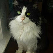 King is registered to the contest to win money with this photo: cat, black_and_white, fluffy, longhaired, green_eyes, tuxedo_cat, sitting, indoors, portrait, whiskers, ears, fur, white_chest, paws, wooden_surface, window, curtain, home, animal, photography