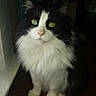 cat, black_and_white, fluffy, longhaired, green_eyes, tuxedo_cat, sitting, indoors, portrait, whiskers, ears, fur, white_chest, paws, wooden_surface, window, curtain, home, animal, photography