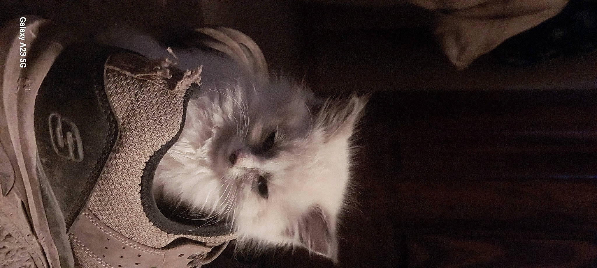 Princess Leia joined the competition — help win amazing prizes! carnivore, cat, claw, darkness, fashion_accessory, feather, felidae, flash_photography, fur, macro_photography, monochrome_photography, paw, petal, plant, small_to_medium_sized_cats, snout, still_life_photography, tail, whiskers