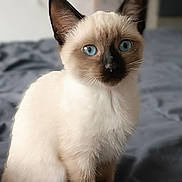 Ayumi a rejoint le concours — aidez-le/la à gagner de superbes lots ! animal, background_blur, bed, blanket, blue_eyes, cat, close_up, curious, cute, domestic_animal, ears, feline, fur, indoor, pet, portrait, siamese_cat, sitting, soft_light, whiskers