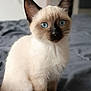animal, background_blur, bed, blanket, blue_eyes, cat, close_up, curious, cute, domestic_animal, ears, feline, fur, indoor, pet, portrait, siamese_cat, sitting, soft_light, whiskers