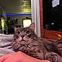 Dexter is registered to the contest to win money with this photo: cat, gray_cat, fluffy, pet, indoor, hand, blanket, resting, curious, green_eyes, fur, cozy, human_hand, room, window, shelf, plant, soft_light, led_lights, furniture