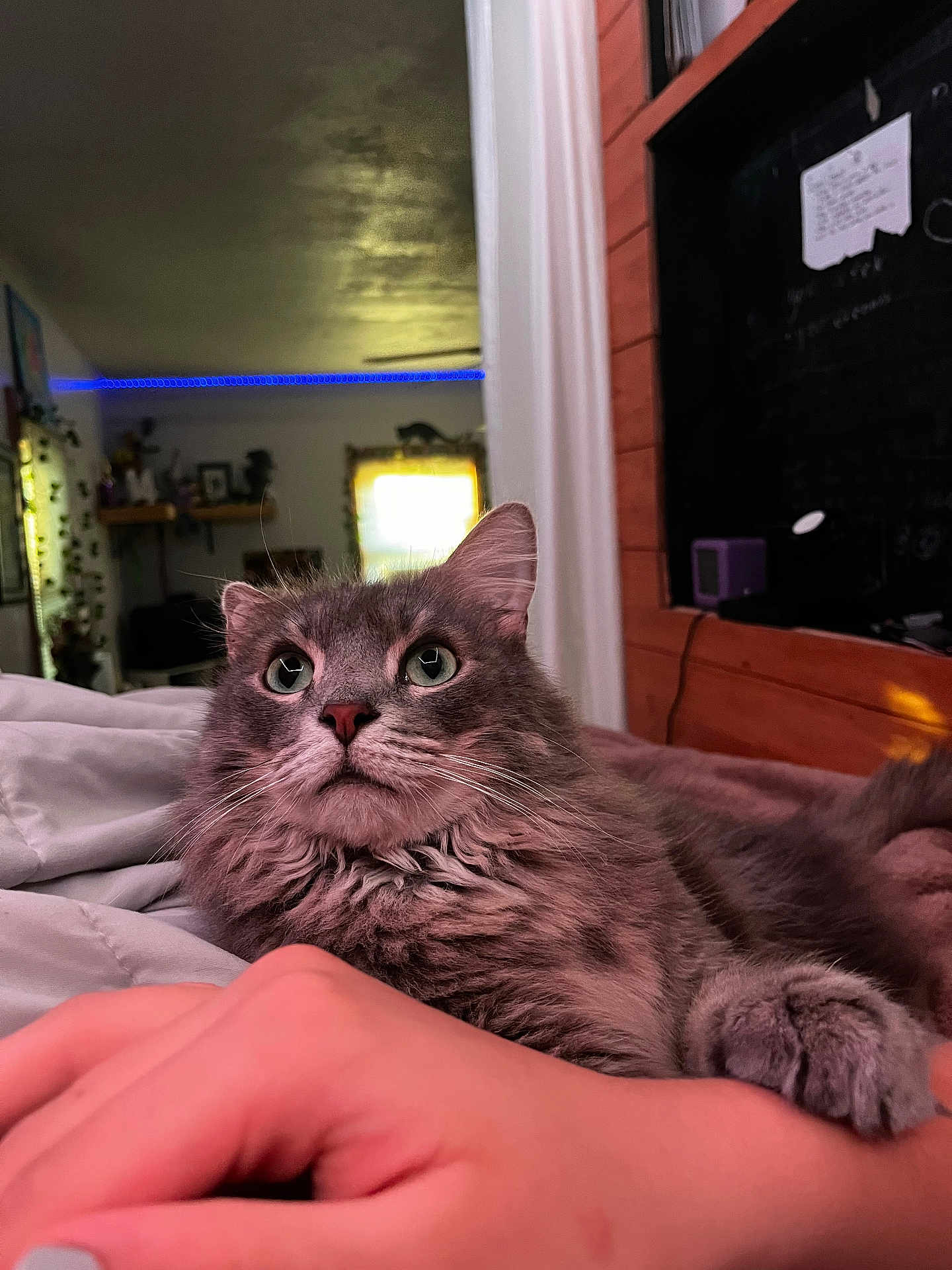 Dexter is registered to the contest to win money with this photo: cat, gray_cat, fluffy, pet, indoor, hand, blanket, resting, curious, green_eyes, fur, cozy, human_hand, room, window, shelf, plant, soft_light, led_lights, furniture