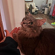 Dexter is registered to the contest to win money with this photo: cat, gray_cat, pet, indoor, bed, hand, furniture, window, curious, fluffy, cozy, domestic, whiskers, relaxed, animal, home, person, soft_light, wooden_floor, playful