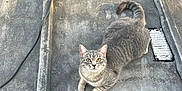 Nala participe au concours pour gagner de l'argent avec cette photo : cat, gray_cat, tabby, yellow_eyes, pet, animal, outdoor, concrete, texture, cable, curious, looking_up, fur, whiskers, tail, paws, resting, sunlight, shadow, urban