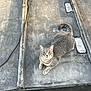 animal, cable, cat, concrete, curious, fur, gray_cat, looking_up, outdoor, paws, pet, resting, shadow, sunlight, tabby, tail, texture, urban, whiskers, yellow_eyes