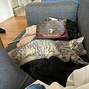 Nala participe au concours pour gagner de l'argent avec cette photo : cat, gray_tabby, couch, blanket, handbag, valentino, indoor, relaxed, stretching, furniture, clothing, wooden_floor, casual, pet, cozy, living_room, fashion, accessory, domestic, resting