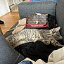 accessory, blanket, casual, cat, clothing, couch, cozy, domestic, fashion, furniture, gray_tabby, handbag, indoor, living_room, pet, relaxed, resting, stretching, valentino, wooden_floor