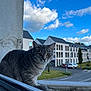 Nala participe au concours pour gagner de l'argent avec cette photo : cat, gray_tabby, window_ledge, outdoor, building, sky, clouds, daylight, residential_area, curious, animal, pet, street, car, greenery, urban, nature, feline, closeup, daytime