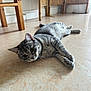 Nala participe au concours pour gagner de l'argent avec cette photo : cat, gray_tabby, floor, indoor, furniture, wooden_chair, relaxed, pet, domestic, curious, whiskers, ears, paws, home, cozy, light, stretching, animal, mammal, laying_down