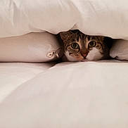 Praline a rejoint le concours — aidez-le/la à gagner de superbes lots ! cat, pet, blanket, bed, cozy, fur, animal, indoor, cute, whiskers, resting, comfort, soft, pillow, domestic, curious, feline, relaxed, hide, peek