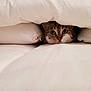 cat, pet, blanket, bed, cozy, fur, animal, indoor, cute, whiskers, resting, comfort, soft, pillow, domestic, curious, feline, relaxed, hide, peek