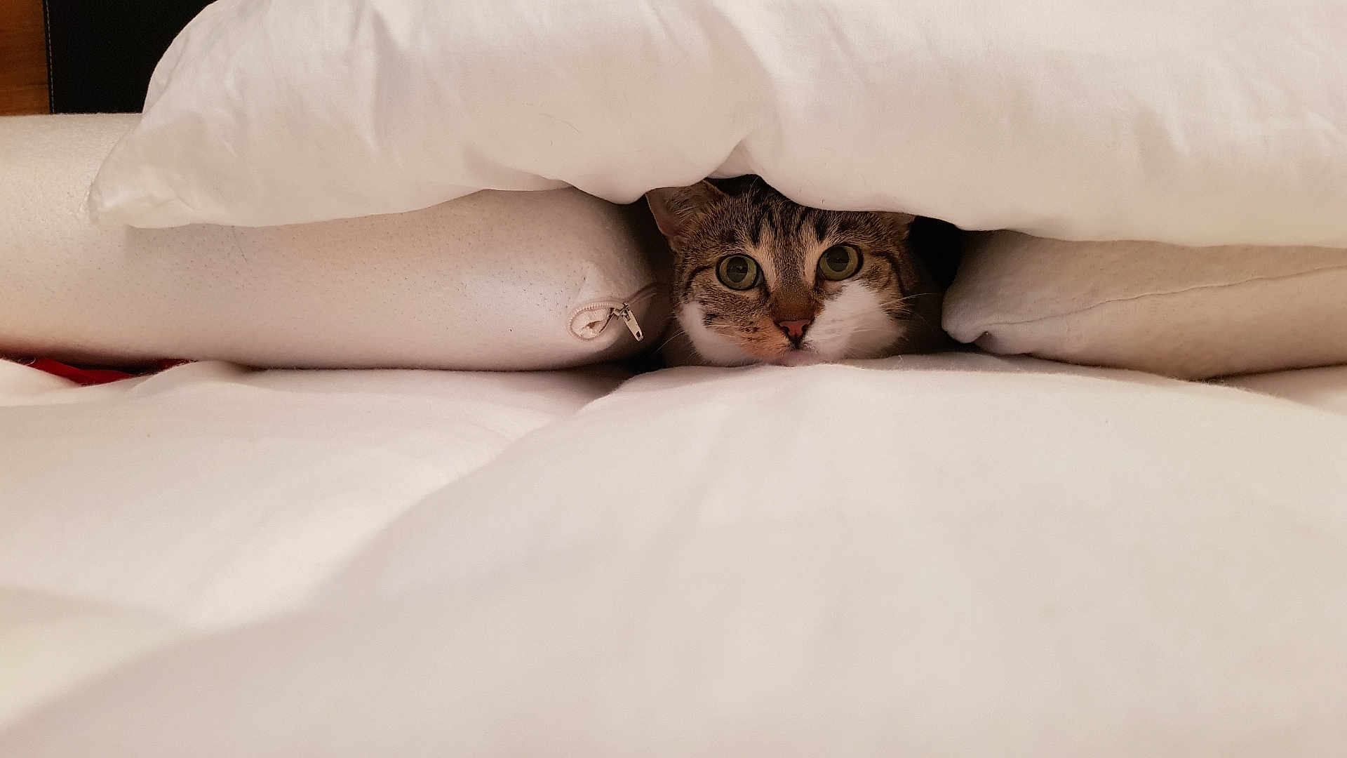 Praline a rejoint le concours — aidez-le/la à gagner de superbes lots ! cat, pet, blanket, bed, cozy, fur, animal, indoor, cute, whiskers, resting, comfort, soft, pillow, domestic, curious, feline, relaxed, hide, peek