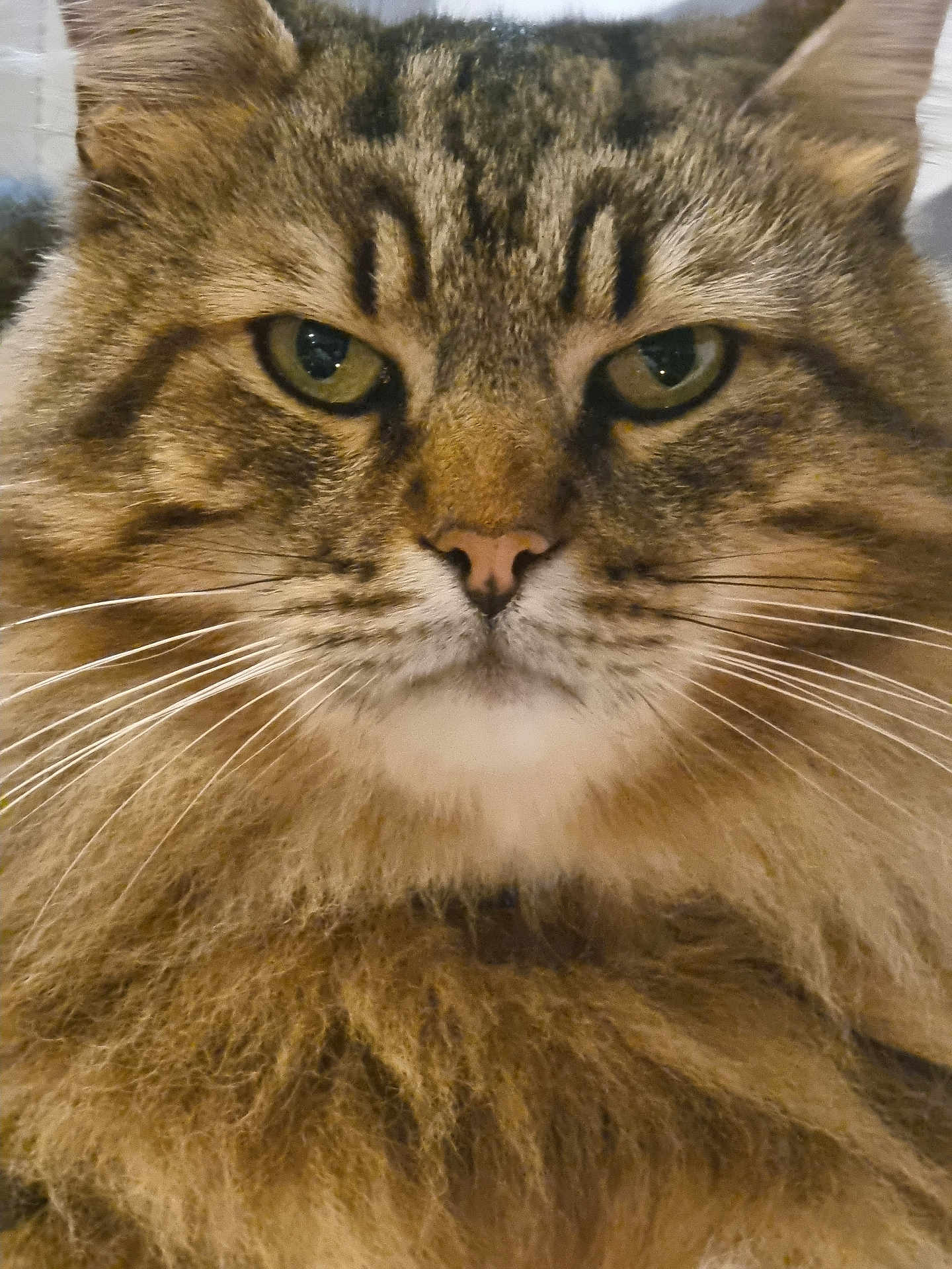 Nougat participe au concours pour gagner de l'argent avec cette photo : cat, tabby, close_up, fluffy, fur, whiskers, green_eyes, face, pet, animal, feline, portrait, indoor, cute, mammal, domestic_animal, ears, nose, mustache