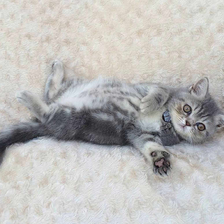 Oscar