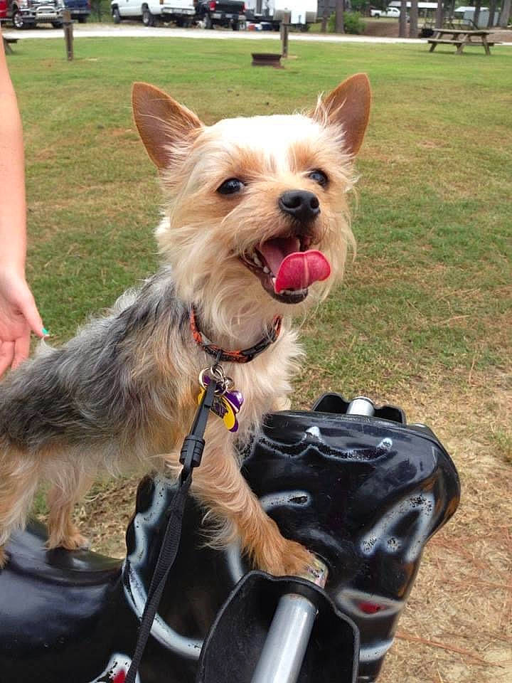 Cheyenne Marie Ellen Landr joined the competition — help win amazing prizes! canidae, carnivore, collar, companion_dog, dog, dog_breed, dog_collar, dog_supply, fashion_accessory, fawn, fur, grass, leash, liver, small_terrier, snout, sporting_group, terrier, toy_dog, working_animal