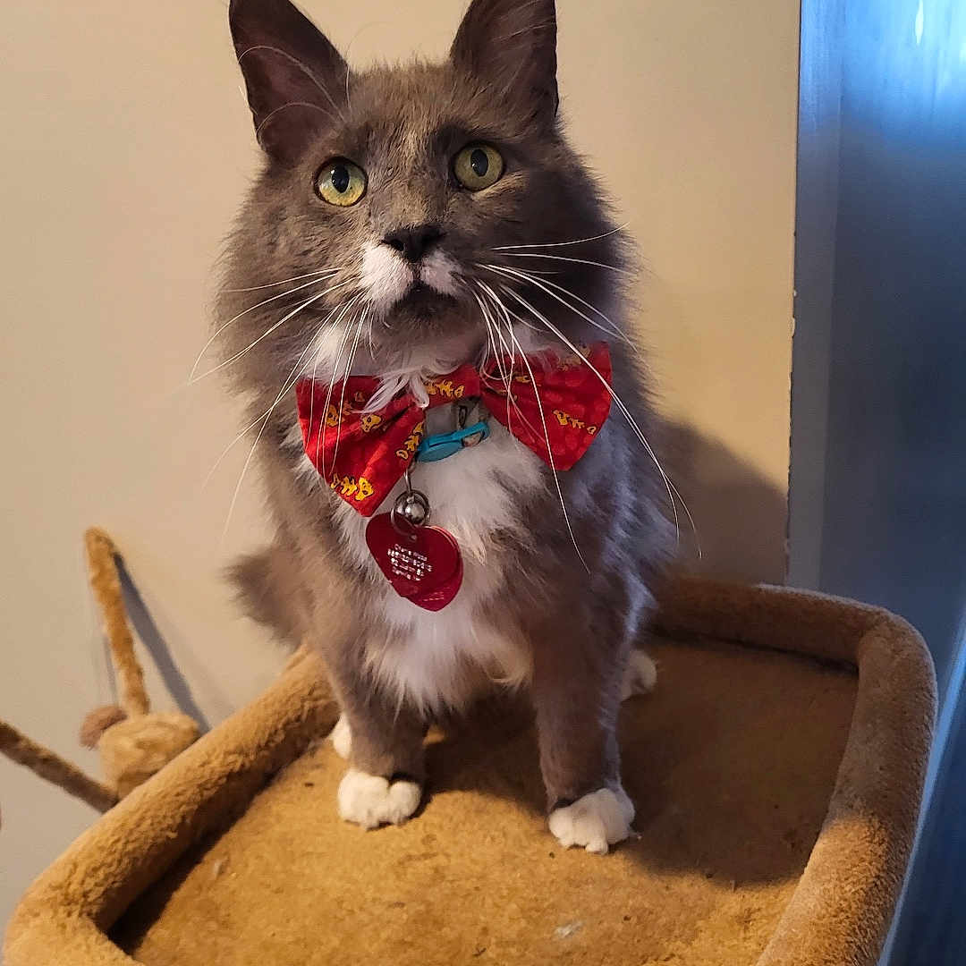 Charlie is registered to the contest to win money with this photo: animal_portrait, bow_tie, cat, cat_tree, collar, cute, domestic_animal, feline, fluffy, fur, gray_cat, heart_tag, house_pet, indoor, looking_up, pet, pet_accessory, whiskers, white_paws, yellow_eyes