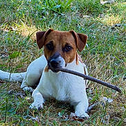 Abby a rejoint le concours — aidez-le/la à gagner de superbes lots ! animal, brown, canine, cute, dog, ears, field, fur, grass, laying, nature, outdoor, pet, playful, relaxed, snout, stick, summer, white, young
