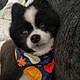 dog, black_and_white, bandana, autumn, pumpkin, leaf, cozy, couch, pet, cute, fur, snuggled, portrait, indoor, small_dog, fluffy, animal, friendly, companion, close_up