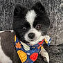 Chico joined the competition — help win amazing prizes! dog, black_and_white, bandana, autumn, pumpkin, leaves, pet, cute, fluffy, sitting, indoor, couch, texture, closeup, portrait, animal, small_dog, face, eyes, nose