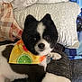 dog, black_and_white, bandana, citrus_pattern, pet, cute, fluffy, indoor, couch, pillows, blanket, resting, alert, fur, animal, companion, domestic, cute_pet, portrait, relaxed