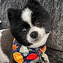 Chico joined the competition — help win amazing prizes! dog, black_and_white, bandana, autumn_theme, pet_accessory, cute, fluffy, sitting, indoors, couch, curious, small_dog, portrait, close_up, fur, animal, companion, domestic_animal, looking_at_camera, paw