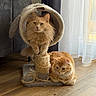 animal, cat, cat_tree, cozy, curtains, cute, domestic_cat, floor, fluffy_cat, furniture, home, indoor, orange_cat, pet, relaxed, resting, sunlight, two_cats, window, wooden_floor