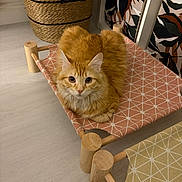 Aiko a rejoint le concours — aidez-le/la à gagner de superbes lots ! cat, orange_cat, pet_bed, indoor, floor, basket, storage_boxes, patterned_fabric, wooden_frame, furniture, curious, fluffy, cute, animal, domestic_cat, looking_at_camera, relaxed, home, cozy, small_bed