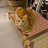 animal, basket, cat, cozy, curious, cute, domestic_cat, floor, fluffy, furniture, home, indoor, looking_at_camera, orange_cat, patterned_fabric, pet_bed, relaxed, small_bed, storage_boxes, wooden_frame