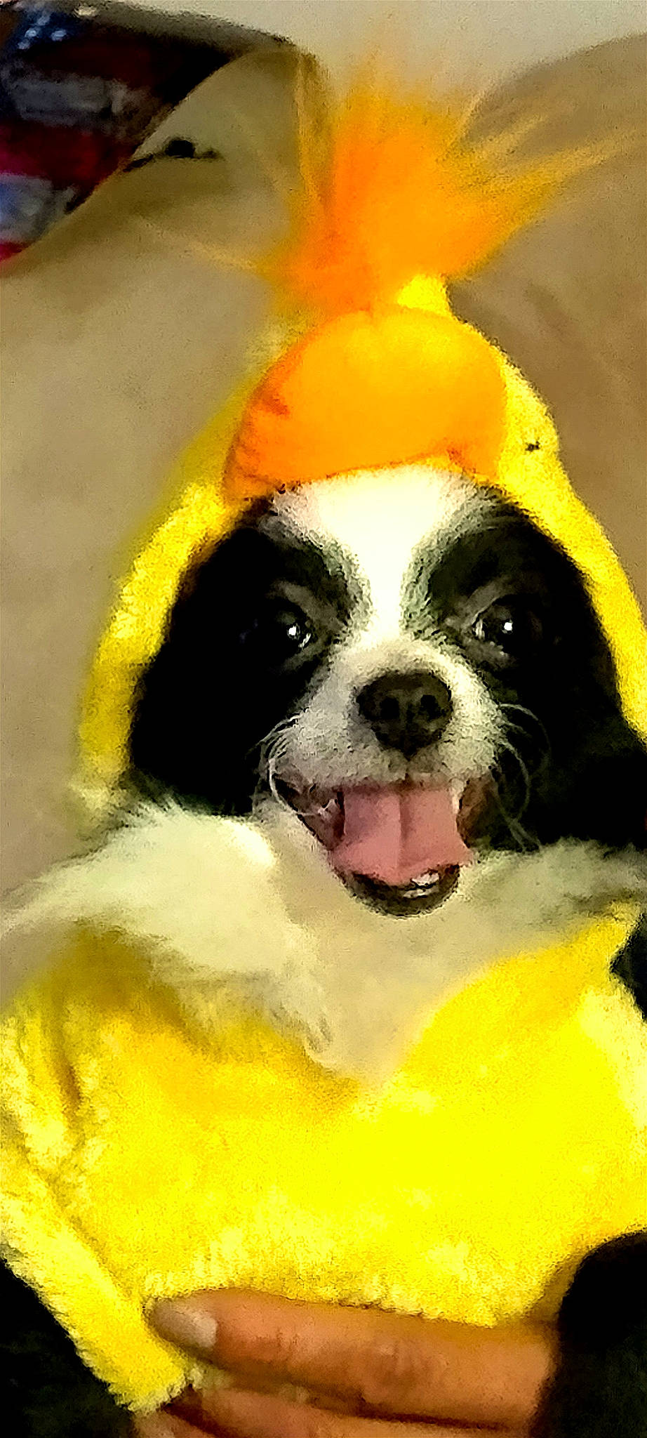 Pandabear is registered to the contest to win money with this photo: art, ball, canidae, carnivore, companion_dog, dog, dog_breed, dog_clothes, dog_supply, fur, giant_dog_breed, happy, paw, smile, snout, sporting_group, toy_dog, whiskers, working_animal, yellow