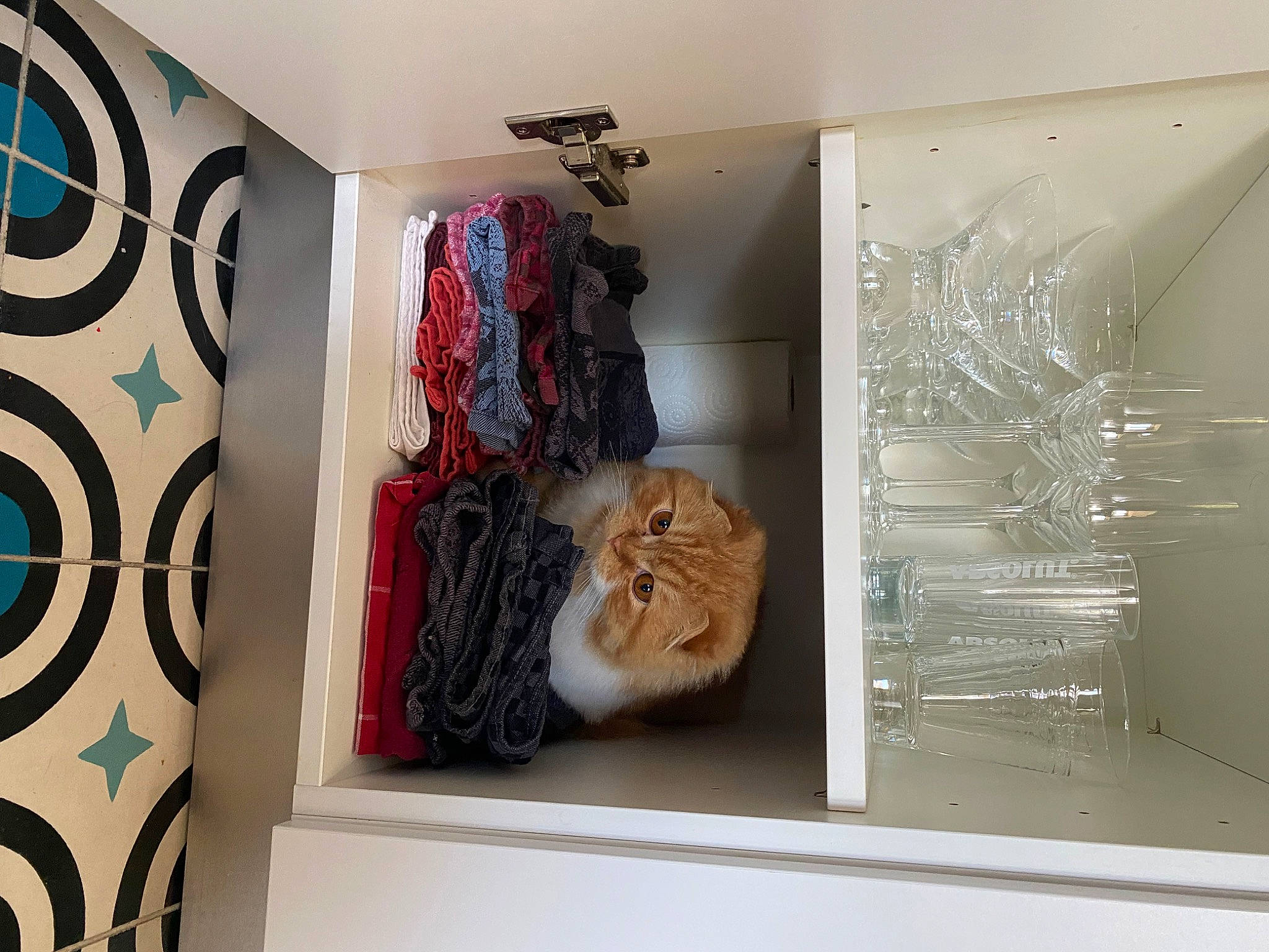 Sable participe au concours pour gagner de l'argent avec cette photo : art, carnivore, cat, ceiling, domestic_short_haired_cat, felidae, floor, flooring, fur, hardwood, interior_design, pattern, rectangle, room, small_to_medium_sized_cats, textile, visual_arts, whiskers, window, wood