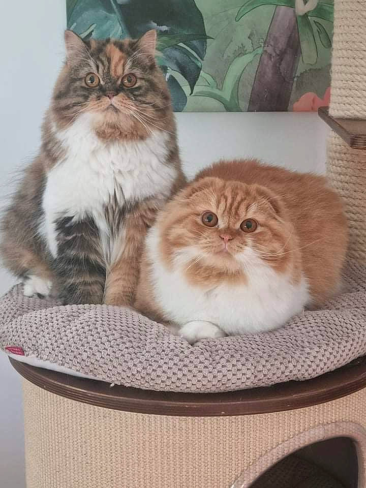 Sable participe au concours pour gagner de l'argent avec cette photo : box, carnivore, cat, chair, comfort, domestic_short_haired_cat, fawn, felidae, fur, paw, pet_supply, plant, sitting, small_to_medium_sized_cats, snout, terrestrial_animal, whiskers, wood