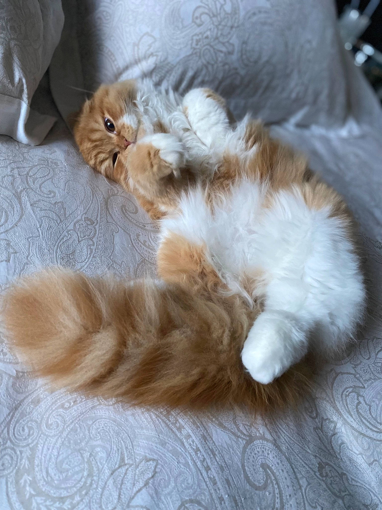 Sable a rejoint le concours — aidez-le/la à gagner de superbes lots ! art, carnivore, cat, claw, comfort, domestic_short_haired_cat, fawn, felidae, flooring, foot, fur, hardwood, nap, paw, small_to_medium_sized_cats, tail, toe, whiskers, wood