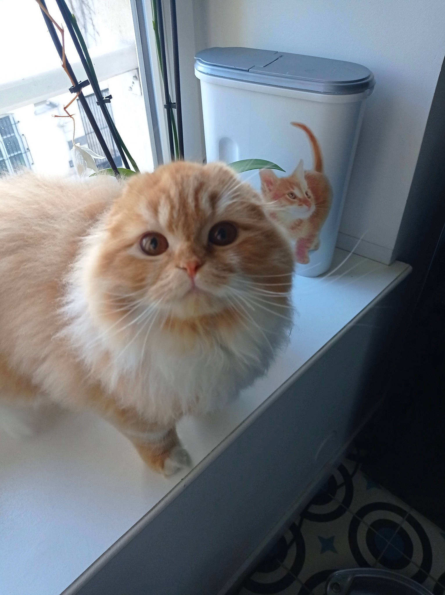 Sable participe au concours pour gagner de l'argent avec cette photo : box, british_longhair, cabinetry, carnivore, cat, domestic_short_haired_cat, drawer, fawn, felidae, flooring, fur, hardwood, persian, plant, service, small_to_medium_sized_cats, tail, whiskers, window, wood