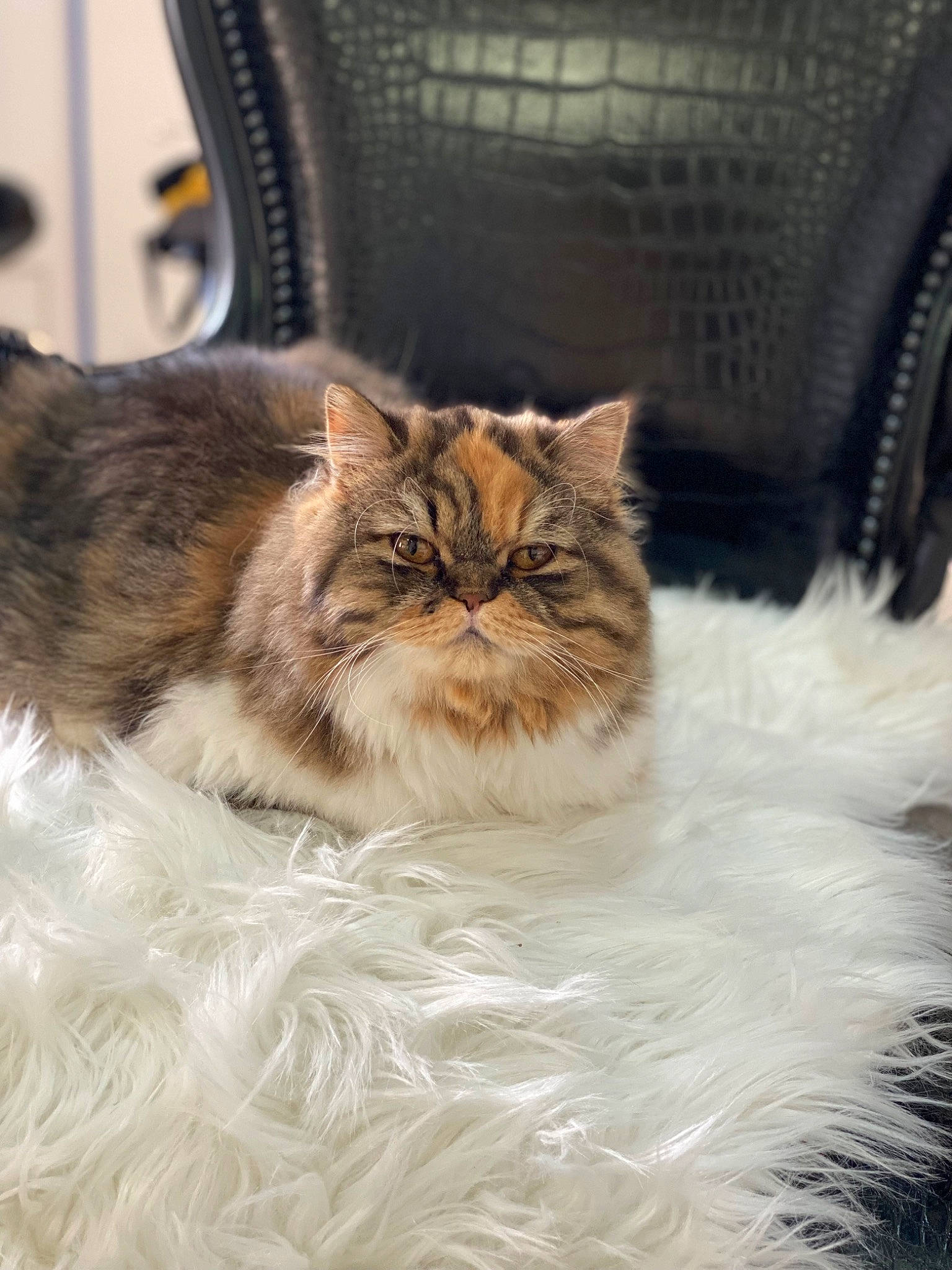 Savane a rejoint le concours — aidez-le/la à gagner de superbes lots ! automotive_tire, carnivore, cat, chair, comfort, felidae, flowerpot, fur, maine_coon, small_to_medium_sized_cats, snout, terrestrial_animal, tire, wheel, whiskers