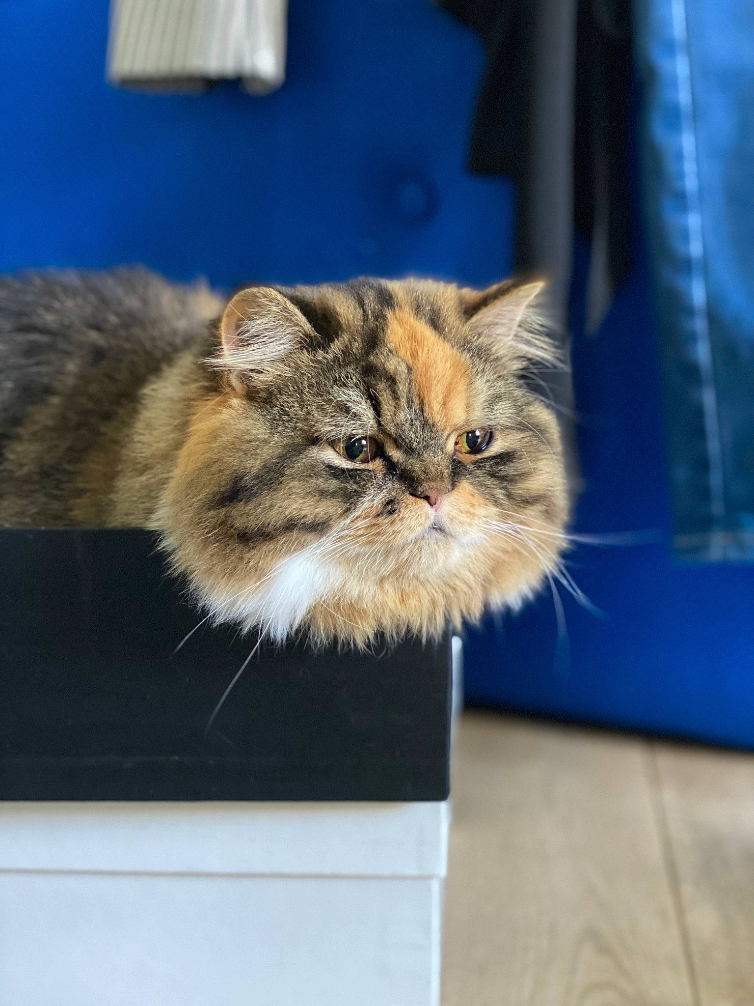 Savane a rejoint le concours — aidez-le/la à gagner de superbes lots ! carnivore, cat, claw, domestic_short_haired_cat, fawn, felidae, flooring, fur, paw, plant, siberian, small_to_medium_sized_cats, snout, tail, terrestrial_animal, whiskers, window