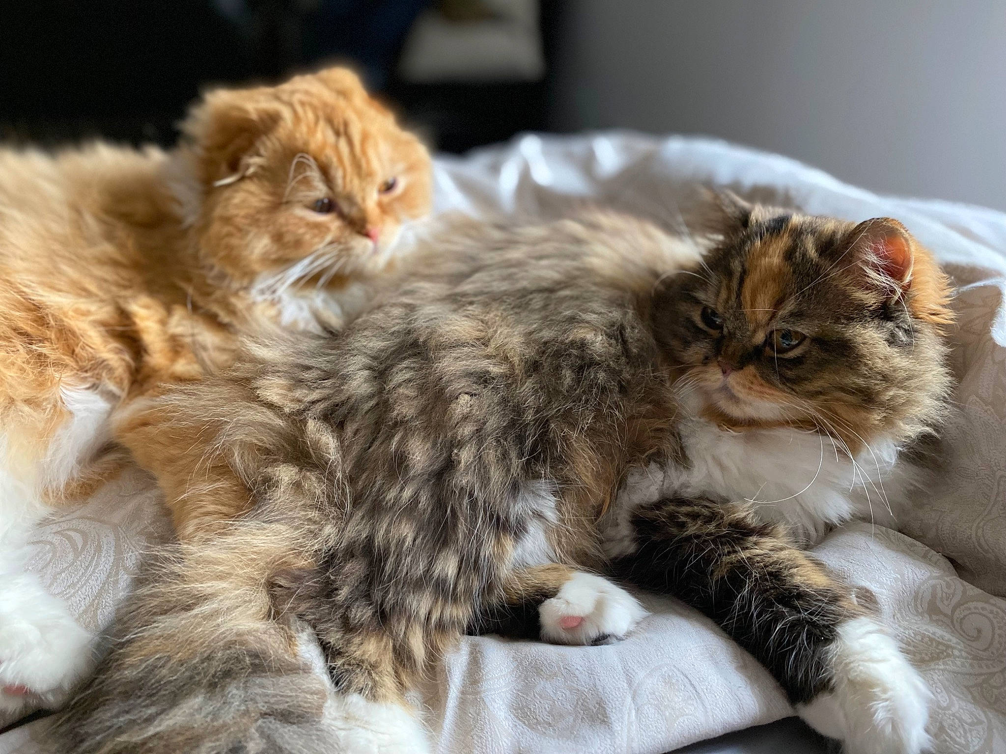 Savane participe au concours pour gagner de l'argent avec cette photo : carnivore, cat, claw, comfort, domestic_short_haired_cat, fawn, felidae, fur, paw, small_to_medium_sized_cats, snout, tail, terrestrial_animal, vertebrate, whiskers