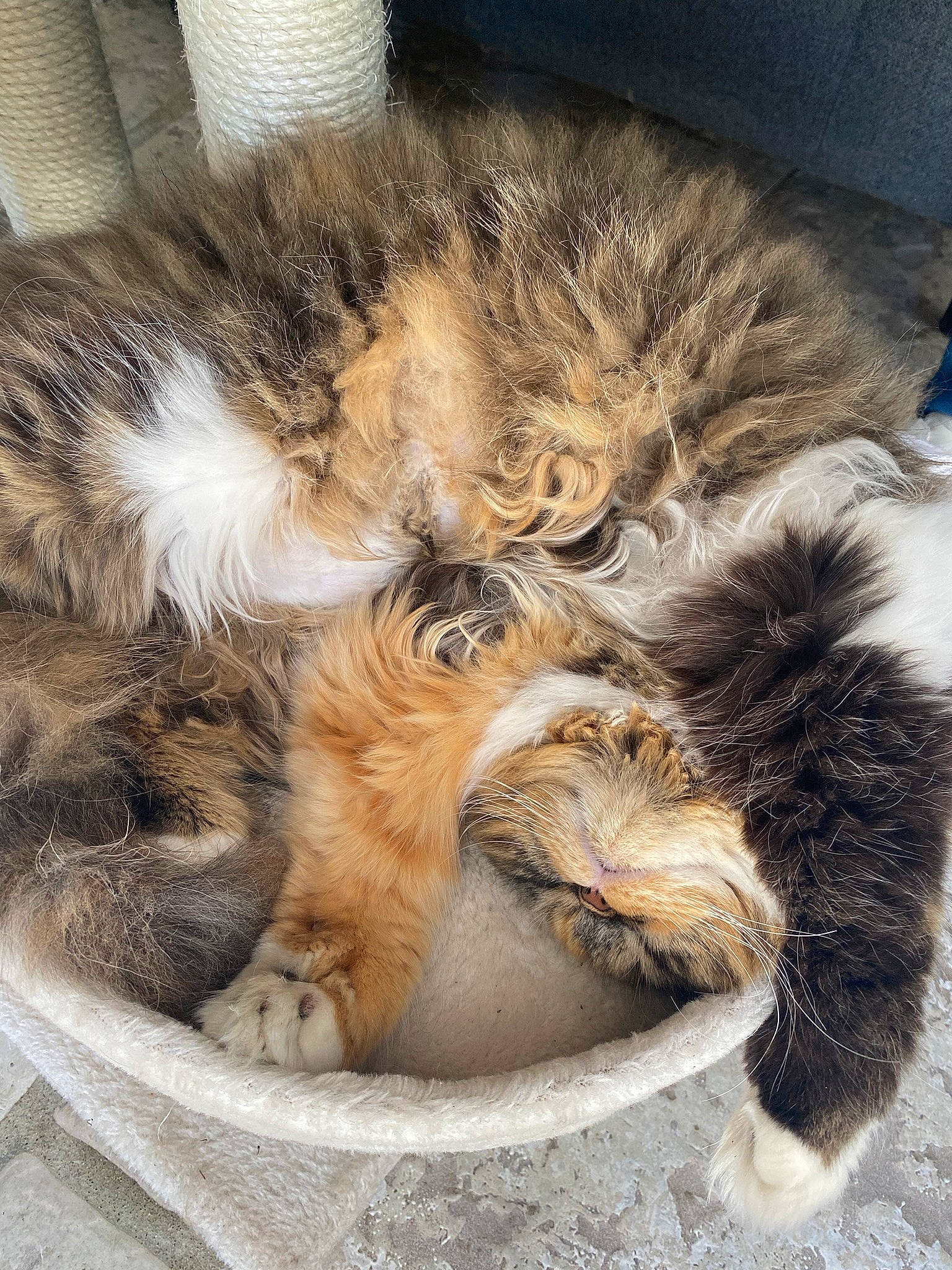 Savane a rejoint le concours — aidez-le/la à gagner de superbes lots ! carnivore, cat, cat_bed, cat_supply, claw, comfort, fawn, felidae, fur, human_leg, nap, natural_material, paw, sleep, small_to_medium_sized_cats, snout, tail, terrestrial_animal, whiskers