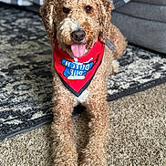 Rennie joined the competition — help win amazing prizes! dog, curly_fur, bandana, red_bandana, tongue_out, carpet, rug, couch, indoor, pet, canine, happy, relaxed, fur, animal, mammal, front_paws, close_up, portrait, domestic_animal