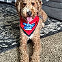 dog, curly_fur, bandana, red_bandana, tongue_out, carpet, rug, couch, indoor, pet, canine, happy, relaxed, fur, animal, mammal, front_paws, close_up, portrait, domestic_animal