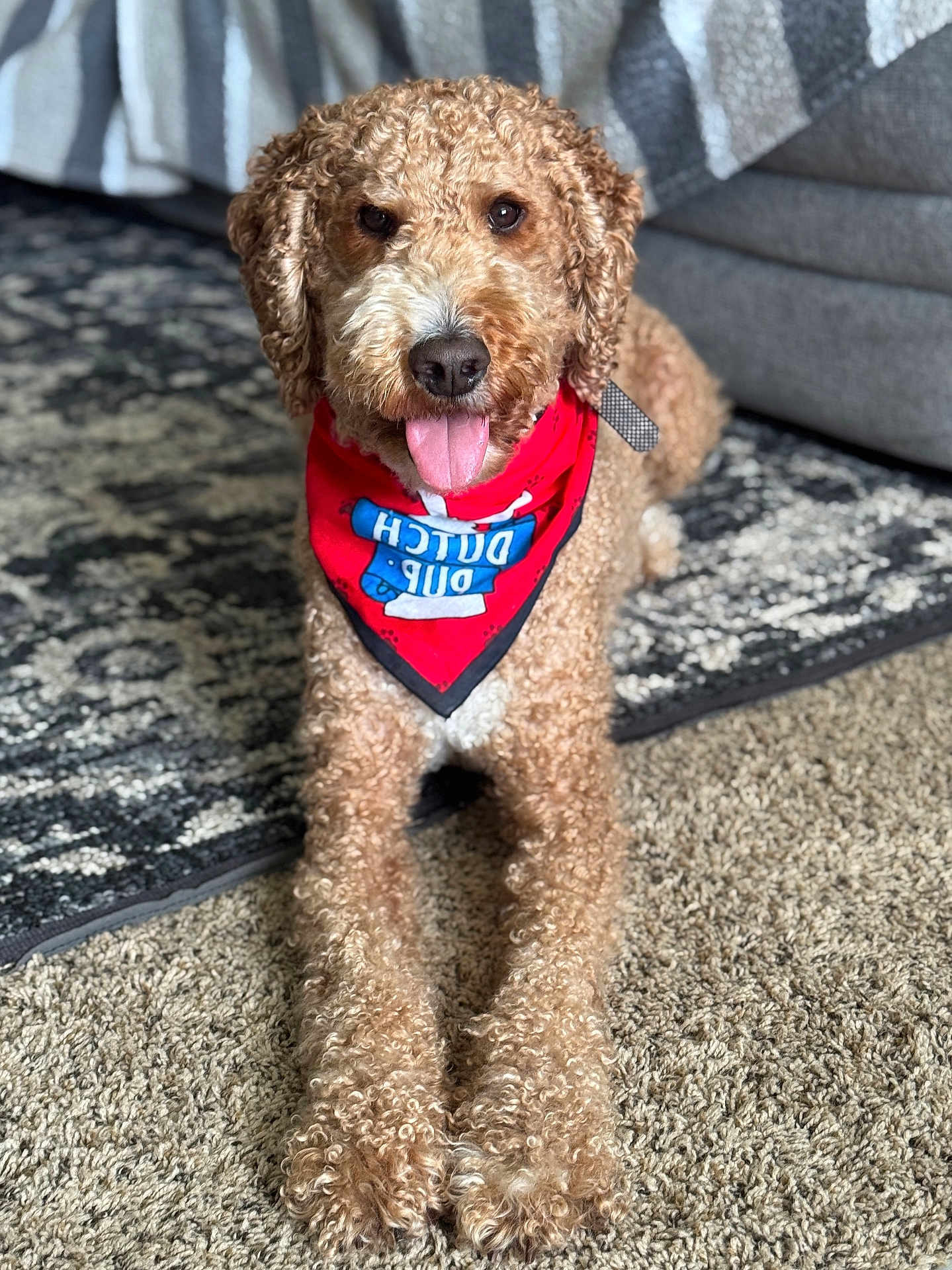 Rennie joined the competition — help win amazing prizes! dog, curly_fur, bandana, red_bandana, tongue_out, carpet, rug, couch, indoor, pet, canine, happy, relaxed, fur, animal, mammal, front_paws, close_up, portrait, domestic_animal