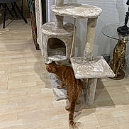 Noisette participe au concours pour gagner de l'argent avec cette photo : cat, cat_tree, orange_tabby, wooden_floor, indoor, furniture, chair, side_table, leopard_sculpture, modern_decor, pet, animal, exploring, floor, home_interior, scratching_post, multi_level, cozy, curious, decor