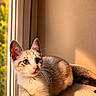 kitten, cat, cat_bed, window, sunlight, indoor, pet, animal, feline, curious, resting, cozy, warm_light, fur, whiskers, ears, paw, young_cat, domestic_cat, relaxed