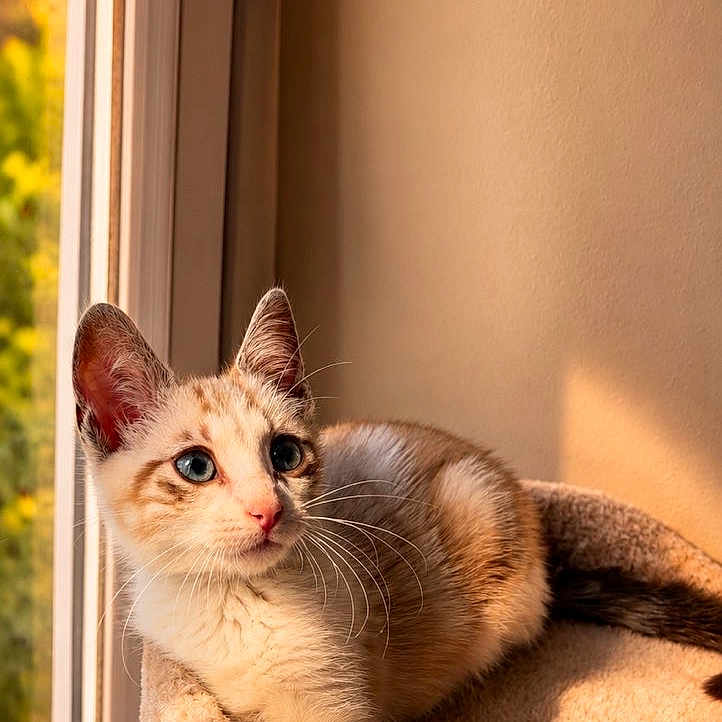 Yoko participe au concours pour gagner de l'argent avec cette photo : kitten, cat, cat_bed, window, sunlight, indoor, pet, animal, feline, curious, resting, cozy, warm_light, fur, whiskers, ears, paw, young_cat, domestic_cat, relaxed
