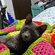 Indie joined the competition — help win amazing prizes! cat, gray_cat, blanket, crocheted_blanket, indoor, pet, animal, feline, cozy, relaxed, colorful, knitted, bedroom, home, fur, whiskers, ears, eyes, resting, comfort
