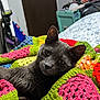 cat, gray_cat, blanket, crocheted_blanket, indoor, pet, animal, feline, cozy, relaxed, colorful, knitted, bedroom, home, fur, whiskers, ears, eyes, resting, comfort