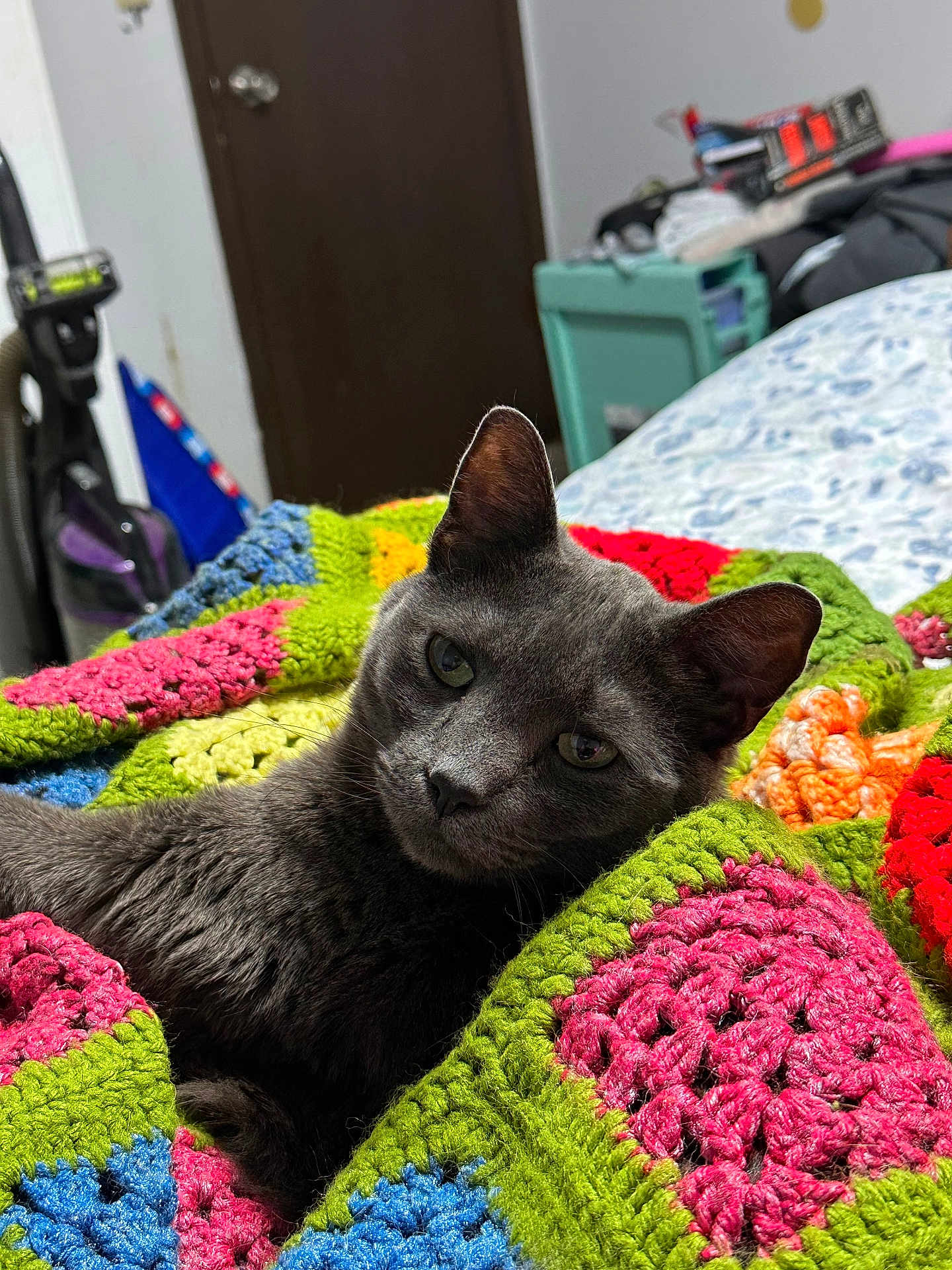 Indie joined the competition — help win amazing prizes! cat, gray_cat, blanket, crocheted_blanket, indoor, pet, animal, feline, cozy, relaxed, colorful, knitted, bedroom, home, fur, whiskers, ears, eyes, resting, comfort